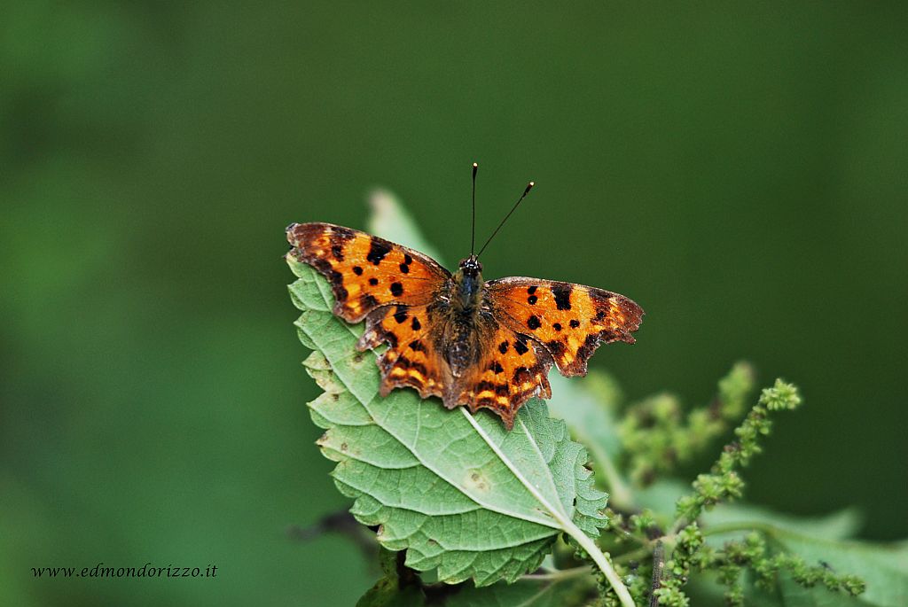 Polygonia c-album